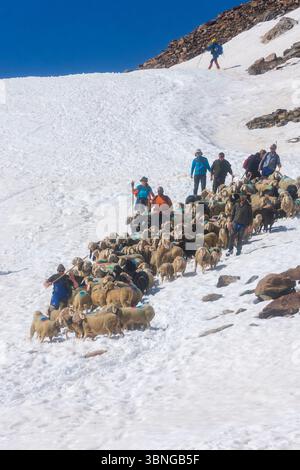 Sölden: Schaffahrt am Bergpass Niederjoch (Schnalskamm), nahe der Berghütte Similaunhütte, im Schnee. Die Schafe fahren über die Ötztaler Alpin Stockfoto