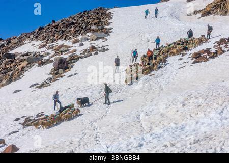 Sölden: Schaffahrt am Bergpass Niederjoch (Schnalskamm), nahe der Berghütte Similaunhütte, im Schnee. Die Schafe fahren über die Ötztaler Alpin Stockfoto