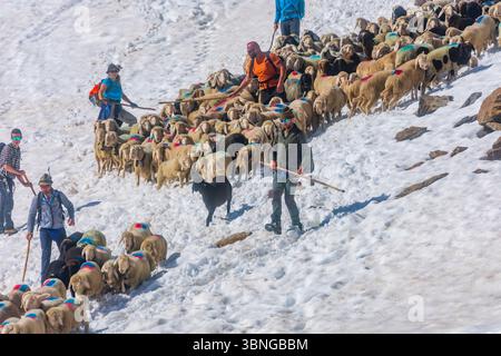 Sölden: Schaffahrt am Bergpass Niederjoch (Schnalskamm), nahe der Berghütte Similaunhütte, im Schnee. Die Schafe fahren über die Ötztaler Alpin Stockfoto
