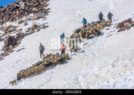 Sölden: Schaffahrt am Bergpass Niederjoch (Schnalskamm), nahe der Berghütte Similaunhütte, im Schnee. Die Schafe fahren über die Ötztaler Alpin Stockfoto