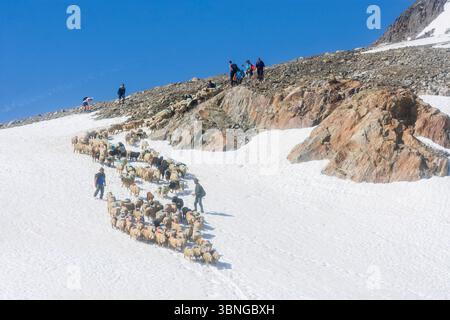 Sölden: Schaffahrt am Bergpass Niederjoch (Schnalskamm), nahe der Berghütte Similaunhütte, im Schnee. Die Schafe fahren über die Ötztaler Alpin Stockfoto