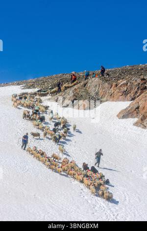 Sölden: Schaffahrt am Bergpass Niederjoch (Schnalskamm), nahe der Berghütte Similaunhütte, im Schnee. Die Schafe fahren über die Ötztaler Alpin Stockfoto
