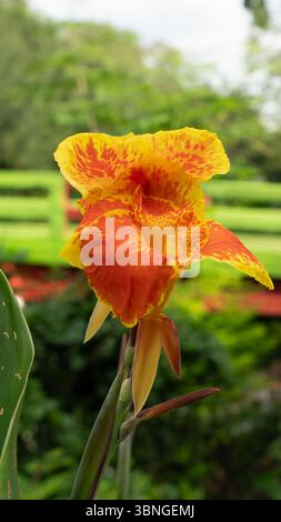 Nahaufnahme einer lebendigen Cannabislilie mit gelben und orangen Blütenblättern in voller Blüte Stockfoto