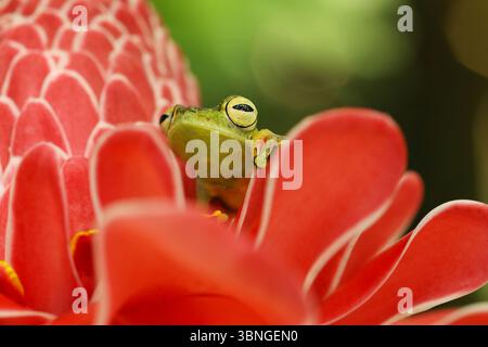 Teratohyla spinosa, stacheliger Glasfrosch, zinnige Amphibie mit roter Blume, in Naturlebensraum. Frosch aus Costa Rica, tropischer Wald. Stockfoto