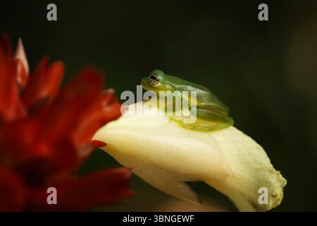 Teratohyla spinosa, Spiny Glass Frog, kleine Amphibie mit roter Blume, in Naturhabitat von Costa Rica. Wunderschönes Tier im Dschungel aus Südamerika Stockfoto