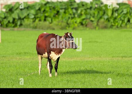 Eine braune und weiße Kuh steht auf einem grünen Feld an einem sonnigen Tag Stockfoto