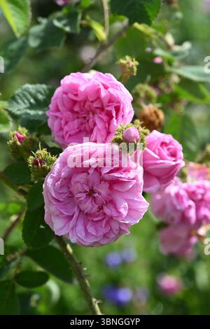 Doppel-rosa Sommerblumen aus Moosrose, Rosa x centifolia 'Cristata' UK Garden Juni Stockfoto