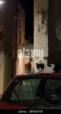 Schwarz-weiße Katze, die nachts bequem auf einem geparkten Auto in einer engen Straße liegt. Die schwach beleuchtete städtische Umgebung verleiht der ruhigen und ruhigen Atmosphäre Tiefe Stockfoto