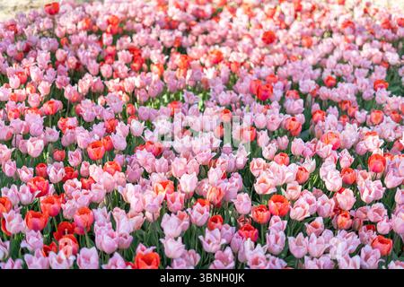 Rosa und rote Tulpen blühen in einem Blumengarten bei Frühlingssonne Stockfoto