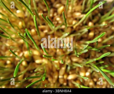 Nahaufnahme von grünen Weizensprossen mit verschwommenen Körnern im Hintergrund. Stockfoto