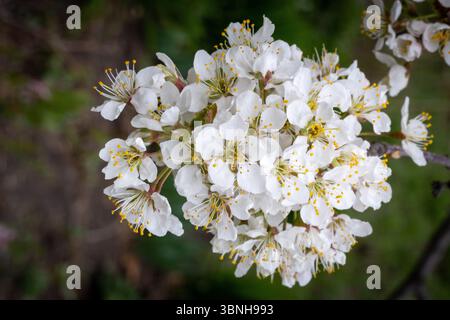apfelblüten im Frühjahr sind Apfelbaumblüten zarte, duftende Blüten, typischerweise weiß mit einem Hauch von Rosa, die in Gruppen auftauchen Stockfoto