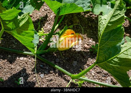 Zucchini- oder Zucchini-Pflanze in Blüte Stockfoto