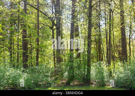 Wald im Botanischen Garten (Palangos miesto botanikos parkas), Palanga, Kreis Klaipėda, Republik Litauen Stockfoto