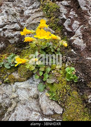 Seep Affenblume - Erythranthe guttata - auf einer nassen Felsmauer an der Küste nahe Depoe Bay, Oregon. Stockfoto