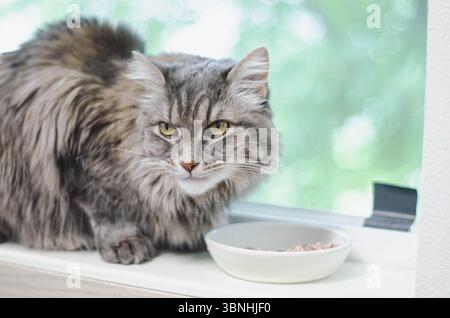 Nahaufnahme Porträt einer langhaarigen grauen Katze mit gelben Augen Stockfoto