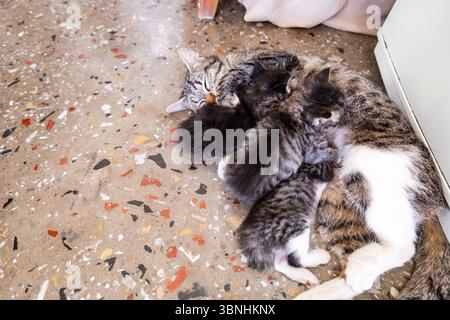 Mutter Katze füttert ihre Kätzchen. Säugende Katzenbabys. Familienkonzept. Stockfoto