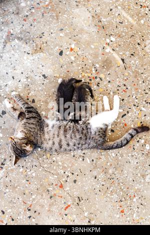 Mutter Katze füttert ihre Kätzchen. Säugende Katzenbabys. Familienkonzept. Stockfoto