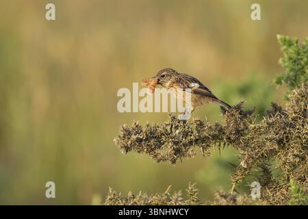 Europäischer Stonechat (Saxicola rubicola) Jungvogel, der an einem Motten füttert, England, Vereinigtes Königreich, Europa Stockfoto