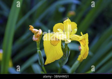 Gelbe Iris blühte in einem Blumenbeet, selektiver Fokus Stockfoto