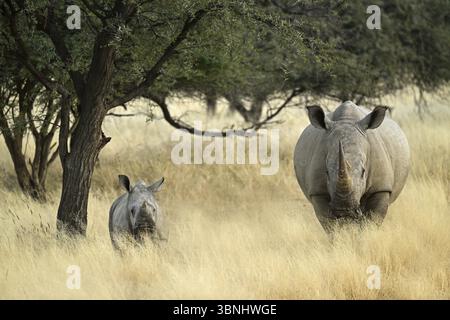 Weißes Nashorn (Ceratotherium simum) Mutter mit Jungen in Namibia Stockfoto