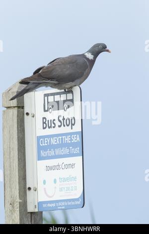 Holztaube (Columba palumbus) erwachsener Vogel auf einem Bushalteschild an der Norfolk Wildlife Trust Site von Cley Marshes, Norfolk, England, Vereinigtes Königreich, EUR Stockfoto