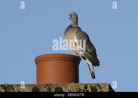 Holztaube (Columba palumbus) erwachsener Vogel, der auf einem städtischen Schornsteintopf gähnt, England, Großbritannien, Europa Stockfoto
