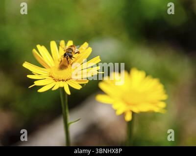 Hoverfly Dungbiene (Eristalis tenax) am Ochsenauge (Buphthalmum salicifolium), Jenner, Nationalpark Berchtesgaden, Schönau am Königssee, Berch Stockfoto