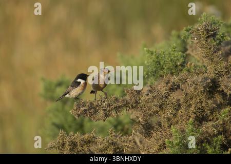 Europäischer Stonechat (Saxicola rubicola) Jungvogel, der sich von einem männlichen Vogel ernährt und von einem Motten beobachtet wird, England, Vereinigtes Königreich, Europa Stockfoto