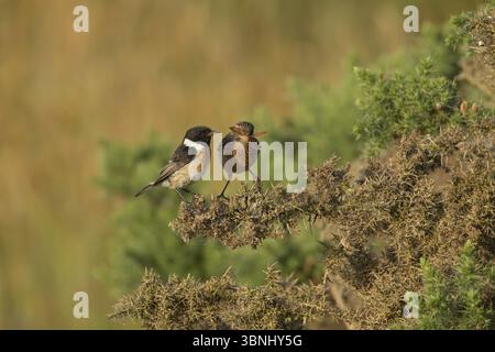Europäischer Stonechat (Saxicola rubicola) Jungvogel, der sich von einem männlichen Vogel ernährt und von einem Motten beobachtet wird, England, Vereinigtes Königreich, Europa Stockfoto