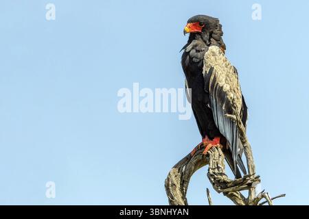 Bateleur (Terathopius ecaudatus) Tiere, Vögel, Raubvögel, Schlangenadler, Maasai Mara, Kenia, Afrika Stockfoto