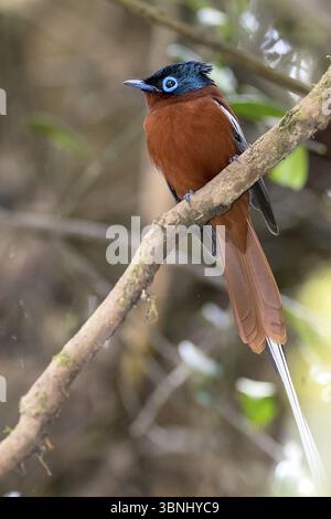 Männlich, Rothurm Paradise Flycatcher, Madagaskar Paradise Flycatcher (Terpsiphone mutata, Red morph), Vogelarten der Familie der Monarchen, Andasibe Stockfoto