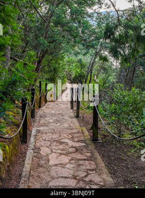 Ein malerischer Steinweg gesäumt von üppigem Grün, der durch den bezaubernden Guatavita-Dschungel in Cundinamarca, Kolumbien, führt. Stockfoto