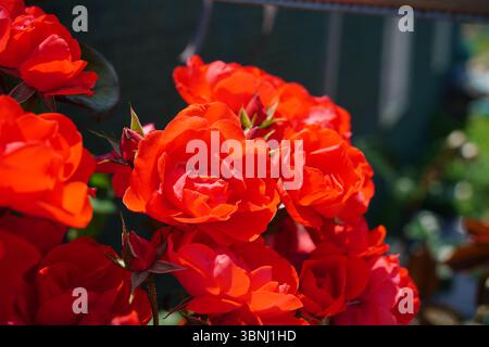 Nahaufnahme der leuchtenden roten Rosen in voller Blüte unter Sonnenlicht Stockfoto