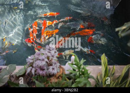 Lebendige Koi-Fische schwimmen anmutig in einem klaren Gartenteich umgeben von tropischen Pflanzen und schaffen eine ruhige und lebendige Wasserszene. Stockfoto
