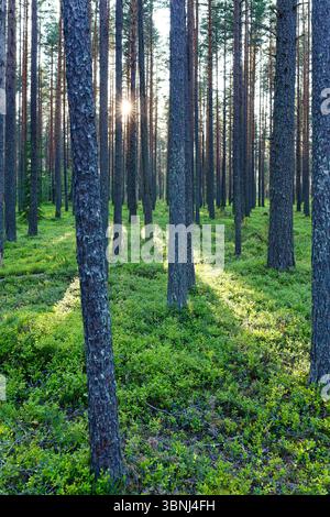 Sonnenlicht strömt durch hohe Kiefern in einem üppig grünen Wald mit natürlichem Unterholz und Vegetation Stockfoto