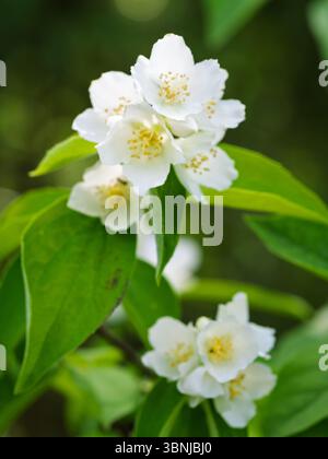 Weiße aromatische Blüten eines blühenden Philadelphus coronarius Busches (süße Mock Orange, englischer Hartholz) im Garten. Nahaufnahme. Stockfoto