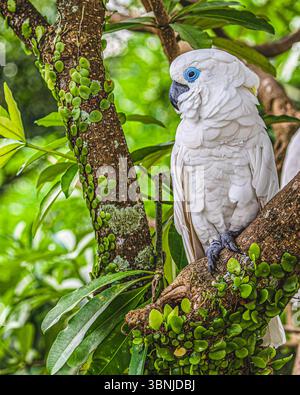 Ein blauäugiger Cockatoo, der auf einem Baum ruht Stockfoto