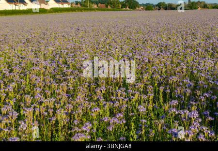 Lacy Phacelia, Phacelia tanacetifolia, blühend auf Ackerflächen, die als Gründünger genutzt werden, Sutton, Suffolk, England, Vereinigtes Königreich Stockfoto
