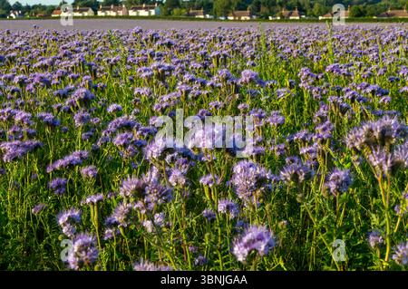 Lacy Phacelia, Phacelia tanacetifolia, blühend auf Ackerflächen, die als Gründünger genutzt werden, Sutton, Suffolk, England, Vereinigtes Königreich Stockfoto