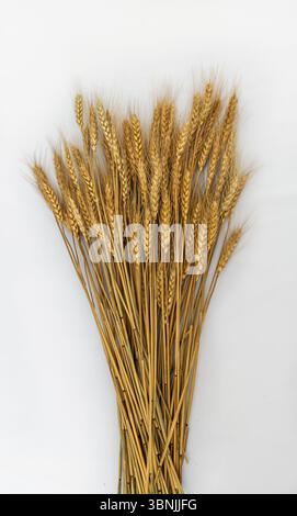 Ein Bündel goldener Weizenstiele vor einem sauberen weißen Hintergrund. Der trockene, reife Weizen symbolisiert Ernte, Landwirtschaft und Natur. Stockfoto