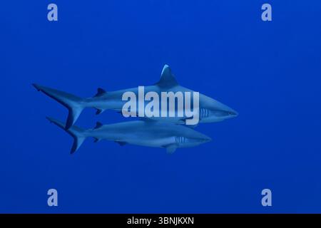 Graue Riffhaie, Carcharhinus amblyrhynchos, gleiten anmutig durch das kristallklare blaue Wasser der Malediven und zeigen ihre schlanke Form und Stockfoto