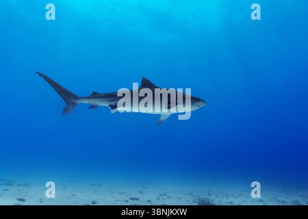 Ein majestätischer Tigerhai gleitet durch das leuchtend blaue Wasser der Malediven. Die ruhige Unterwasserszene unterstreicht die Schönheit und Anmut dieses Roms Stockfoto