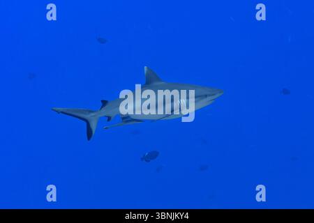 Ein grauer Riffhai gleitet anmutig durch das unberührte, blaue Wasser der Malediven. Der Hintergrund des Ozeans unterstreicht die schlanke Form des Hais, embo Stockfoto
