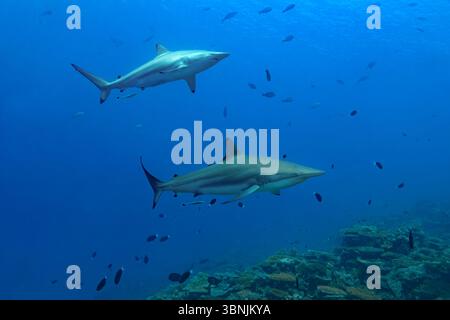 Zwei majestätische Seidenhaie gleiten anmutig durch das pulsierende Wasser der Malediven, umgeben von einem vielfältigen Meeresökosystem. Eine atemberaubende Darstellung von Stockfoto