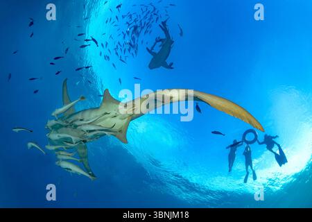 Schnorchler erkunden die lebendige Unterwasserwelt auf den Malediven, schwimmen neben einem majestätischen Tawny-Schwesternhai und einer Fischschule. Das klare blaue Wasser Re Stockfoto