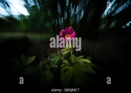 Eine fesselnde wilde Rose steht anmutig in einem Frühlingswald, getaucht in sanftem Sonnenlicht. Diese Makroaufnahme hebt die komplizierten Details der vibra hervor Stockfoto