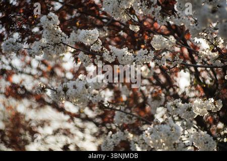 Schöne Apfelblüten blühen auf Ästen und fangen das Wesen des Frühlings ein. Weiches Sonnenlicht filtert durch die Blätter und hebt das zarte weiße Haustier hervor Stockfoto
