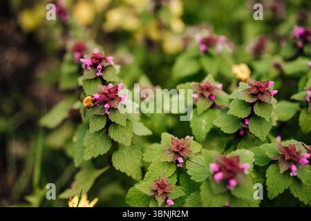 Eine lebendige Hummel bestäubt aktiv rote Brennnesselblüten inmitten von üppig grünem Laub und fängt so eine lebendige Szene der Natur und der Artenvielfalt ein Stockfoto