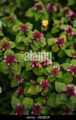 Eine lebendige Hummel bestäubt aktiv rote Brennnesselblüten und zeigt die entscheidende Rolle der Bienen bei der Förderung der Artenvielfalt durch Bestäubung Stockfoto