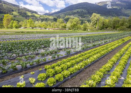 Auf einer Bio-Farm, die von malerischen Hügeln und Bäumen umgeben ist, wachsen üppig grüne Gemüsesorten. Die Farm gedeiht unter einem klaren blauen Himmel und betont Susta Stockfoto